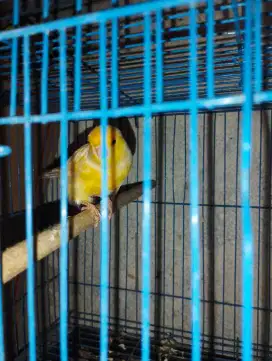 borongan kenari 1 jantan 3 beti