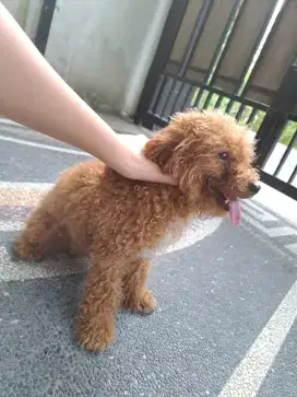 Anjing poodle betina