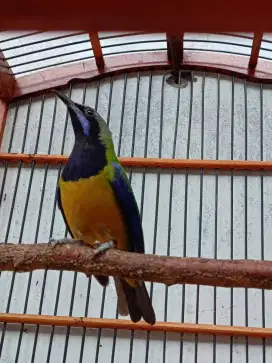 Burung cungkok gacor