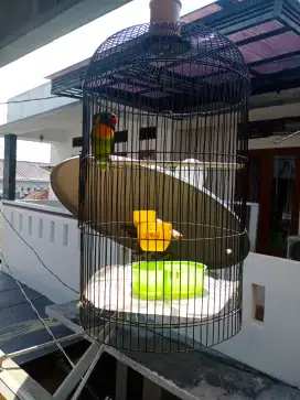Burung masteran dua buah