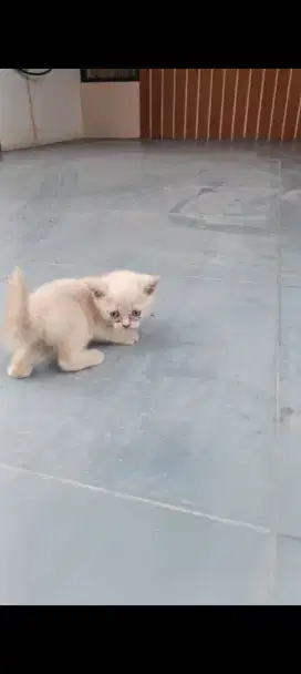 Kucing bsh kitten dan pejantan
