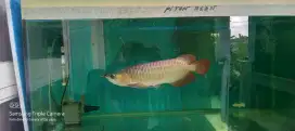 Arwana super Red