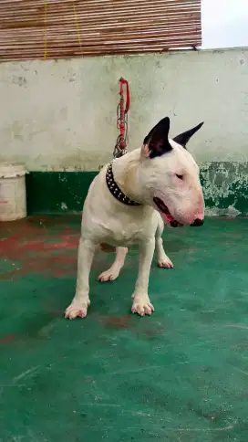 Bull Terrier Jantan Bullterrier Male Anjing Pemburu Teril Import