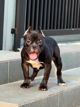Exotic micro bully jantan american male abkc anakan anjing kecil