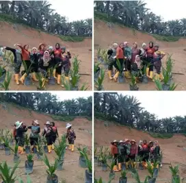 Lowongan kerja Getah karet