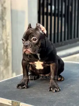 Exotic Micro Bully Female American Betina Anjing Ceper Gembul Lucu