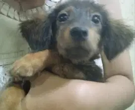 Anak Anjing Mix