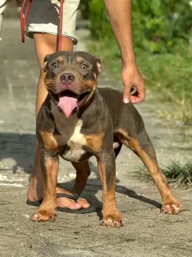 Pitbull Jantan Lilac Tan Tricolor American Pit Bull Male Langka