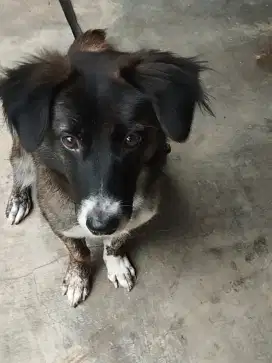 Anjing kintamani mix