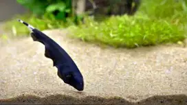 Ikan Black Gosh