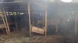 Jual Tanah Purwakarta Passive Income Kandang Sapi 330 m2