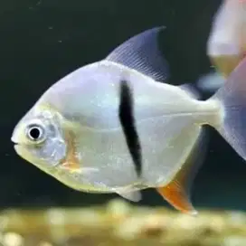 Ikan Hias Thin Bar