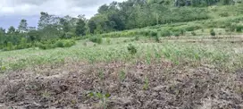 Dijual Murah Tanah Pertanian