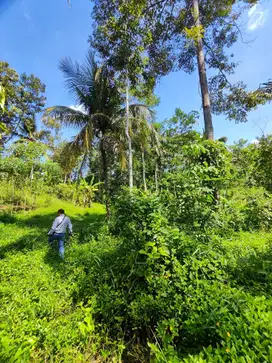 Tanah atau lahan di Parakan Honje Bantarkalong Tasikmalaya