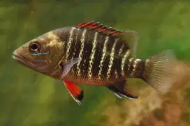 Ikan Magrove Jack