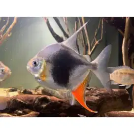Ikan myleus BlackBerry