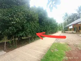Dijual Kebun Produktif 4500m² Cariu, Jonggol Cileungsi Bogor Timur