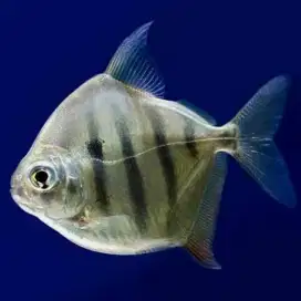 Ikan Metynnis Faciatus