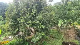 DIJUAL TANAH KEBUN DURIAN DAN ALPUKAT MADU  ADA 200 POHON DI TEGALREJO