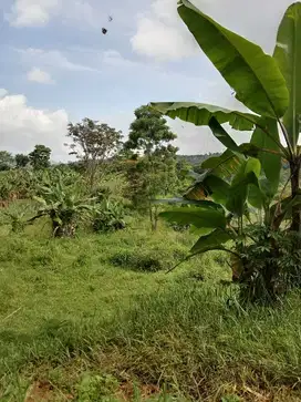 Dijual Murah Tanah Kebun di Jl Militer Darangdan Kabuapten Purwakarta