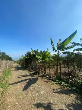 DIJUAL TANAH BELAKANG PERUMAHAN (DEKAT DENGAN KAFE SONTOLOYO)