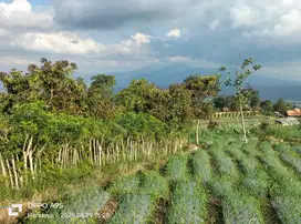 Kebun ALPUKAT di Bandungan Kab Semarang