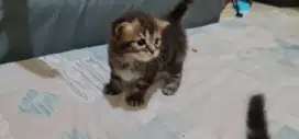 kitten mix norwegian x himalayan