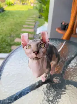 Kucing Sphynx Dwelf Betina