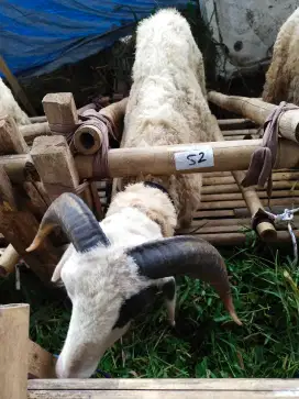 Jual domba buat kurban