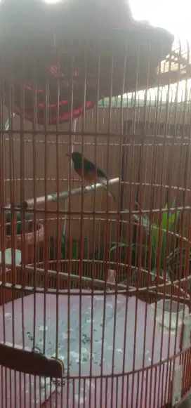 Jual murai habis mabung masih dorong ekor