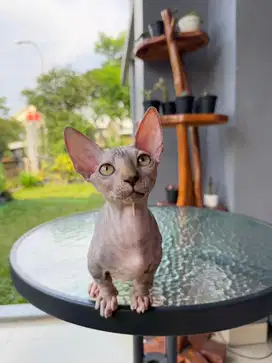 Kucing Sphynx Bambino