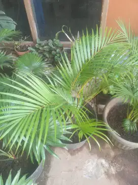 Palem Kuning,Palem Kipas,Isi 4 Daun Tinggi 80 Cm