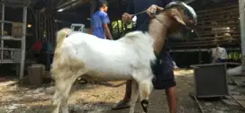 HEWAN QURBAN MURAH