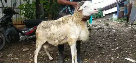 HEWAN QURBAN MURAH