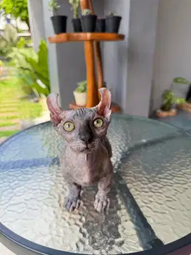 Kucing Sphynx Dwelf Betina