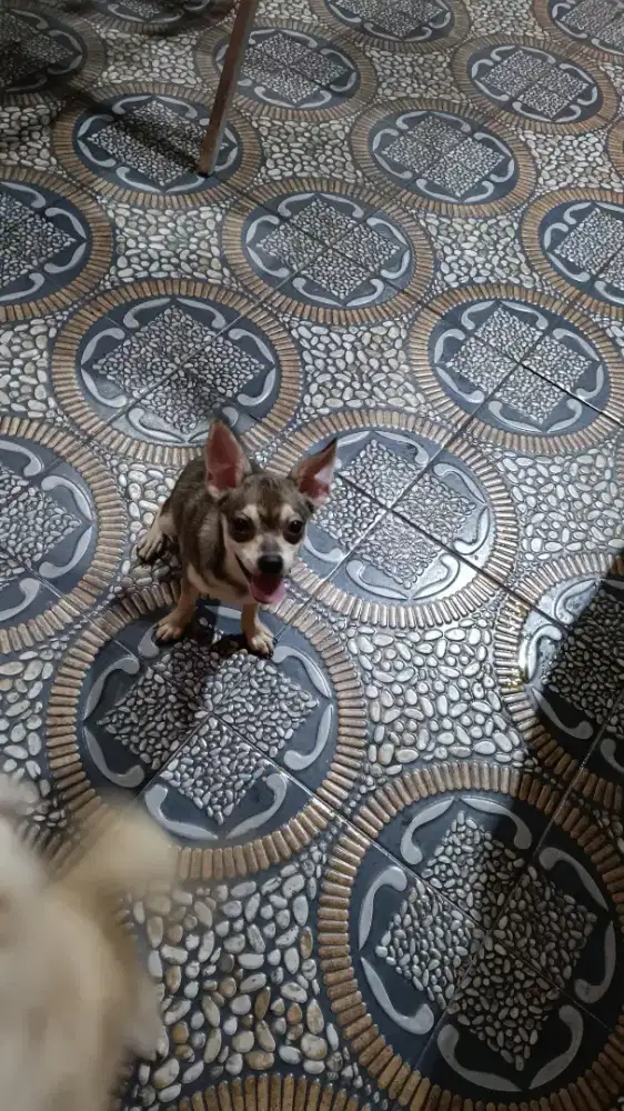 Free adopsi anjing chi Hua Hua type gedek