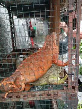 Iguana red tuker hobi ocean yang sepadan