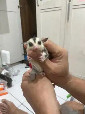 SUGAR GLIDER WF