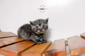 British short hair Kitten Black & White Taby