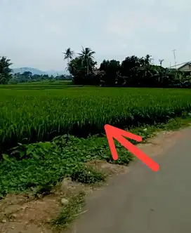 Sawah Produktif 1,1ha dkt Jalan Nasional Cariu Jonggol Cileungsi Bogor