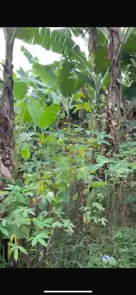 Ale - Dijual Tanah di Parung Bogor