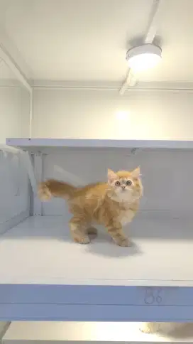 Kucing kitten persia garfil orange tabby