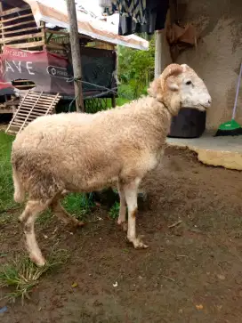 Kambing bobot 20-35kg siap Kurban/akikah sehat wal afiat