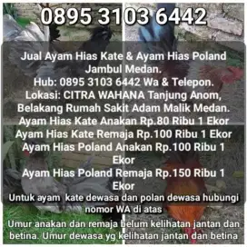 Dijual ayam hias kate kt dan ayam polan jambul asli sehat murah medan