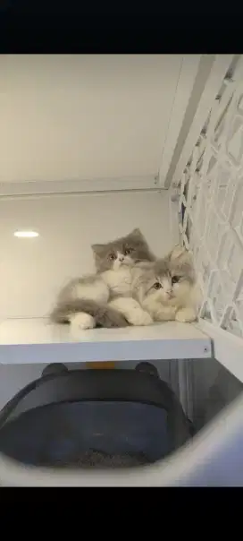 kucing kitten anakan persia anggora ragdoll himalaya mainecoon british
