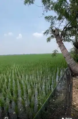 jual sawah produktif