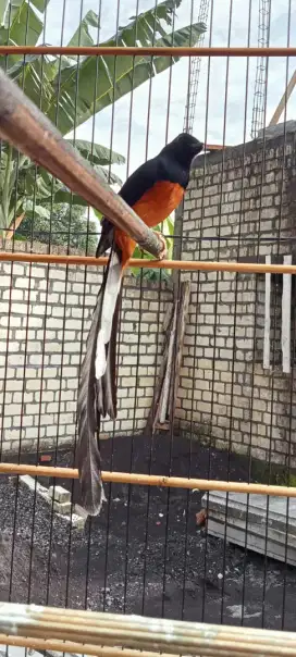 Burung murai ekor 25 cm gacor..