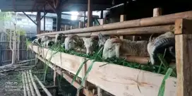 Jual kambing kurban
