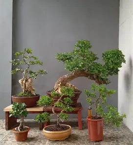 Borongan murah bonsai hias 5 pot
