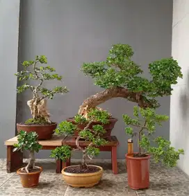 Bonsai hias mini murah cantik ada 5 pot